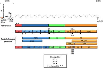 The Different Tactics of Foot-and-Mouth Disease Virus to Evade Innate Immunity